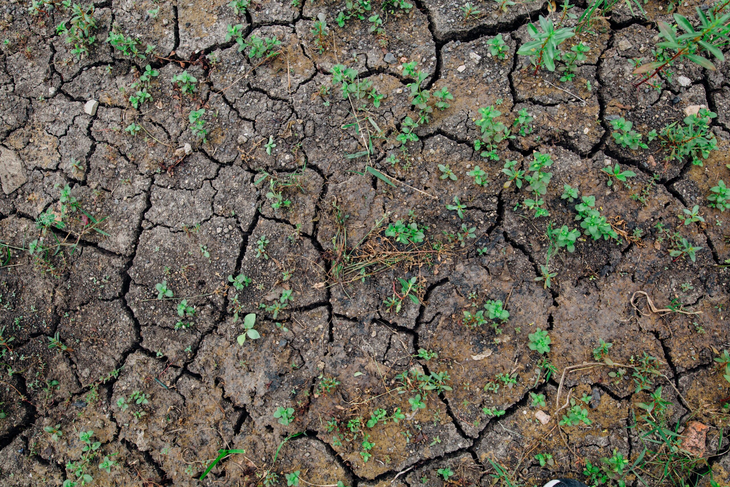 El Niño mais forte pode prejudicar a agropecuária