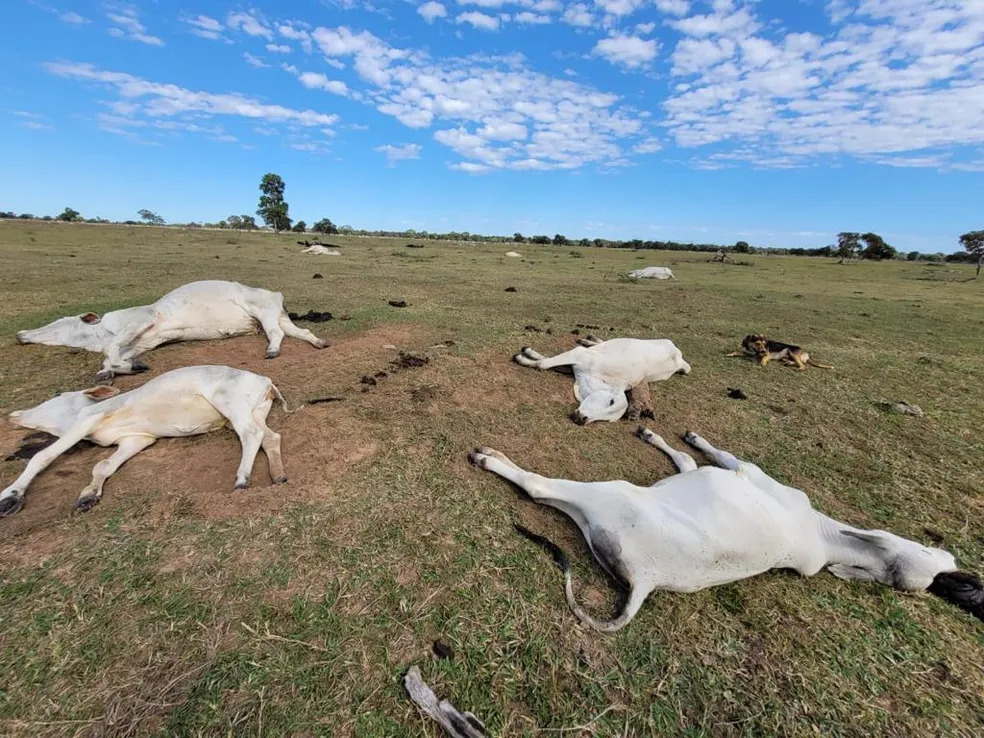 Prejuízo com gado morto de frio no MS pode passar de R$ 5 milhões