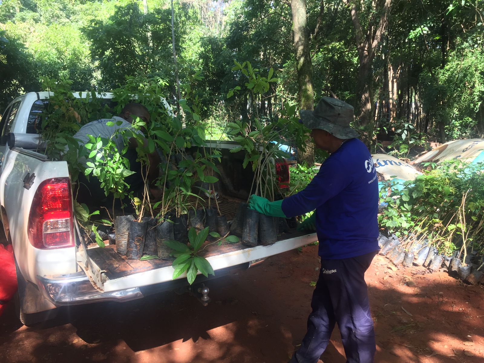 Conheça projeto que já reflorestou 1.600 hectares de Cerrado