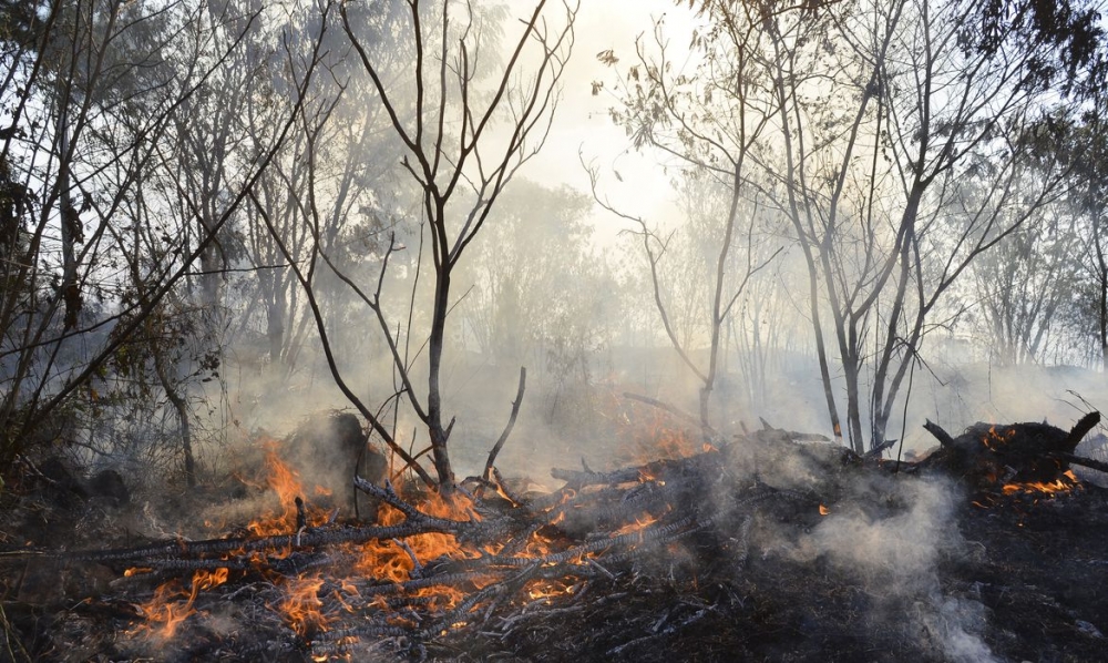 Tecnologia é capaz de prever incêndios no Cerrado