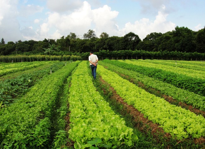 BNDES dobrou recursos para Plano Safra da agricultura familiar