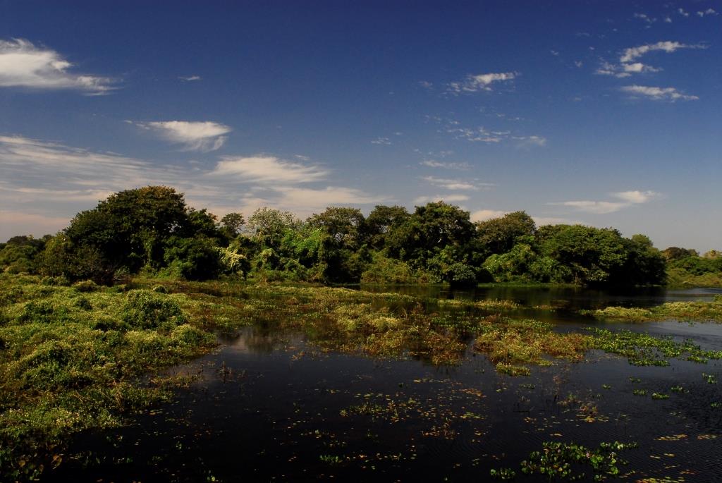 Após quatro anos de estiagem, Pantanal vive as cheias