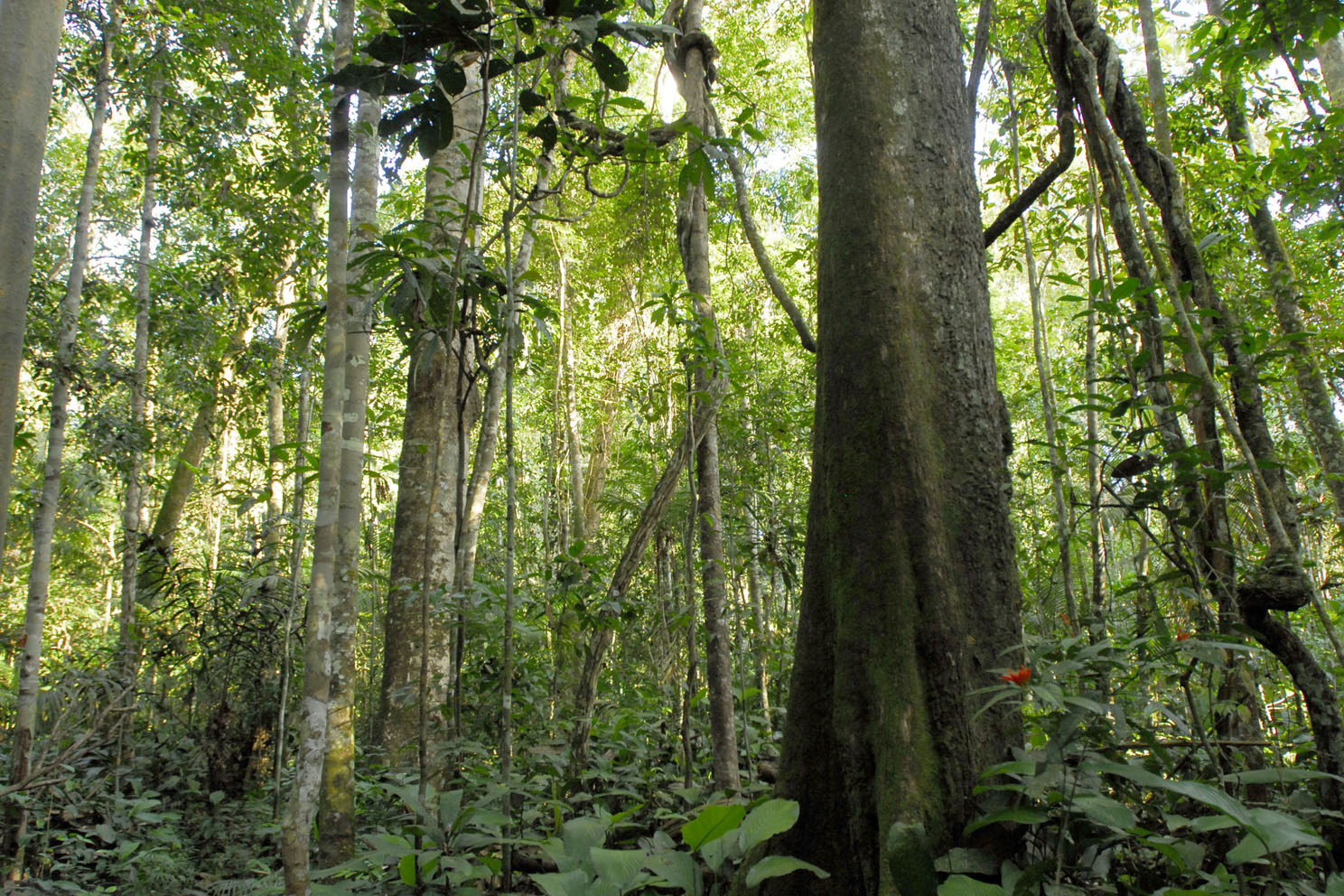 Para reduzir emissão de carbono, MT aposta em manejo florestal