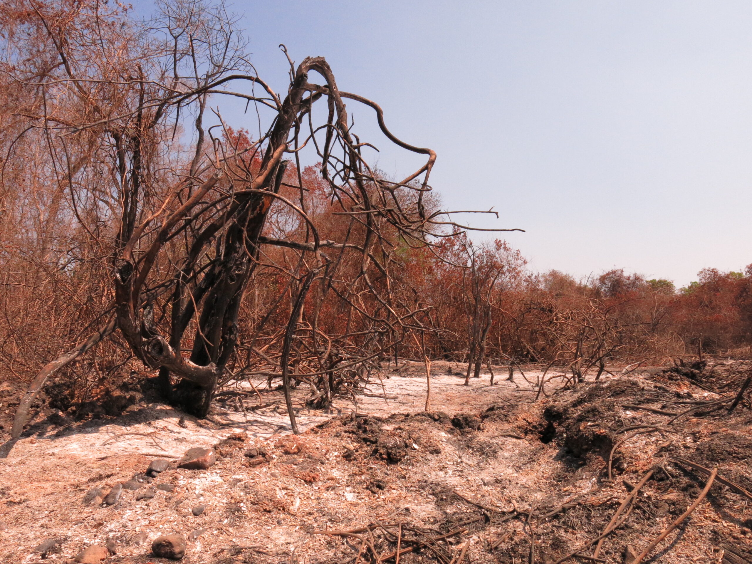 Em quatro meses, MT desmatou mais de 2 mil hectares no Pantanal