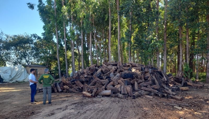 Multas por madeira ilegal chegam a R$ 2 milhões em Goiás