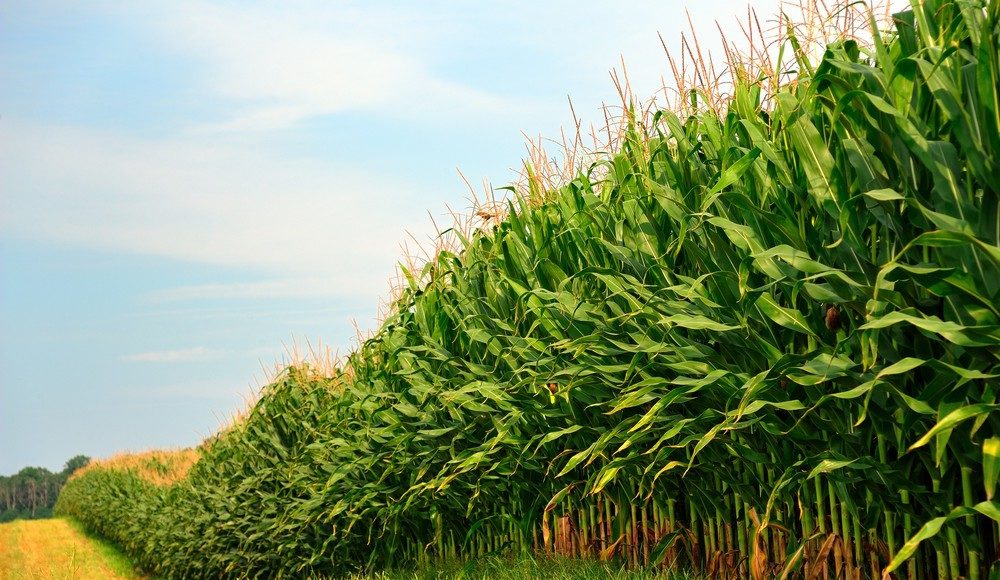 IBGE espera recorde nas produções de soja, milho, trigo e sorgo em 2023