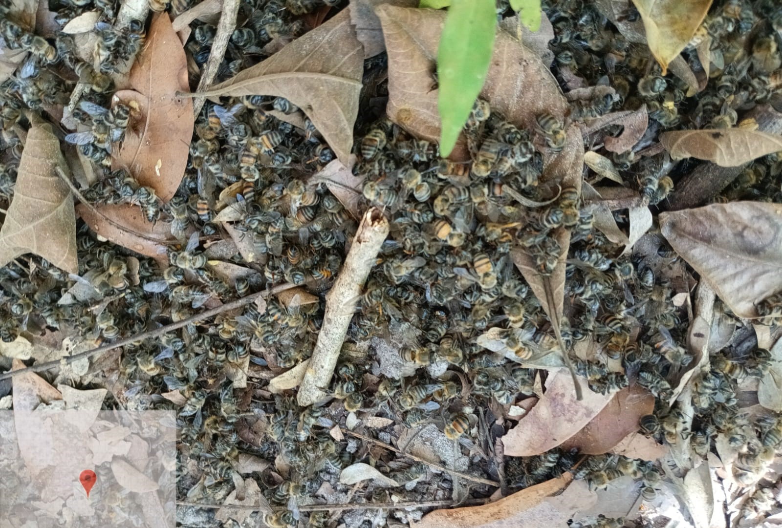 Uso indevido de agrotóxico causou morte de abelhas em Sorriso