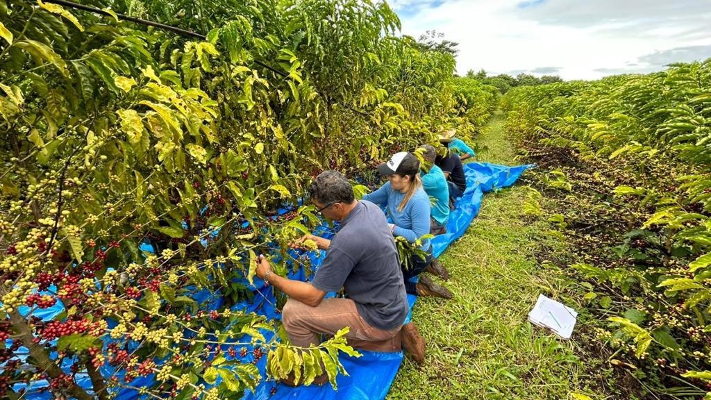 Café Robustas Amazônicos tem 1ª colheita nos campos da Empaer