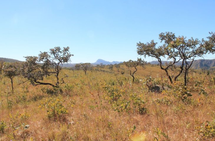 Mato Grosso do Sul quer ser atuante na preservação do Cerrado