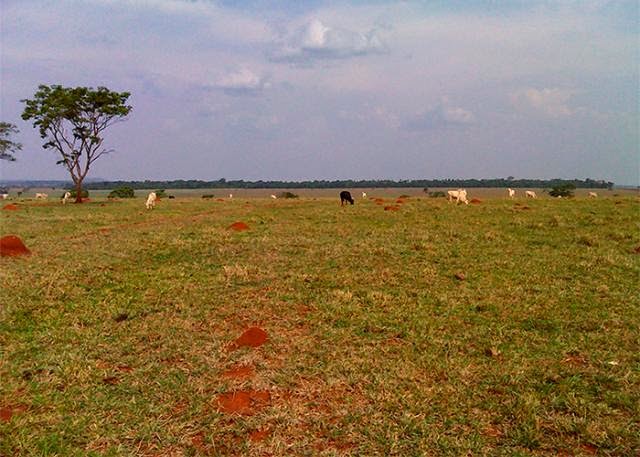 Degradação de pastagens cresce na Amazônia mato-grossense