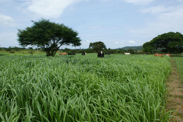 Pasto ocupa 15,5 milhões de ha em MT, segunda maior área do País