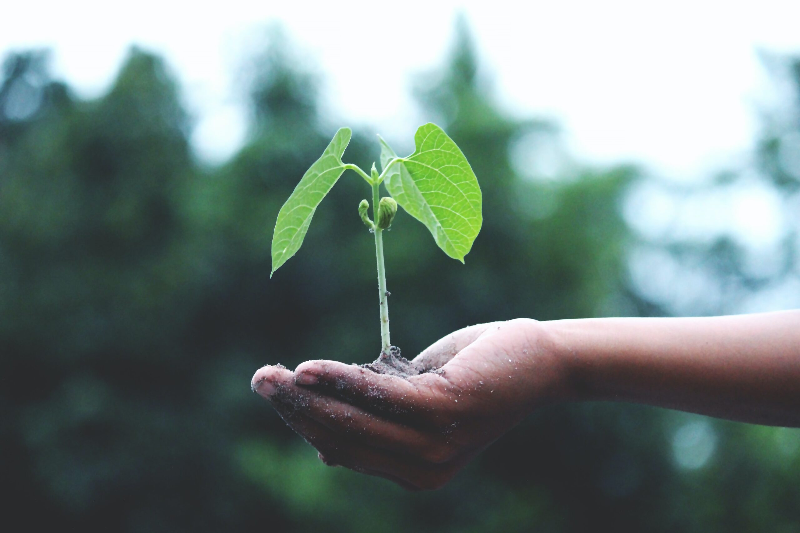 Fundo Clima terá acréscimo de R$ 620 milhões no segundo semestre