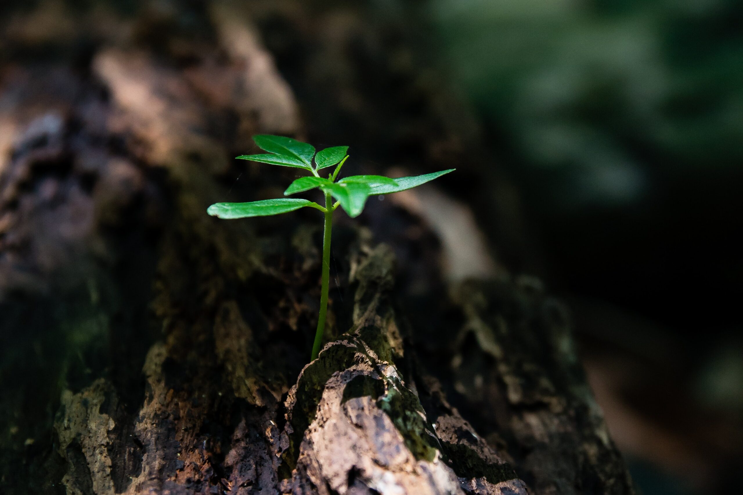 Proposta para mercado de carbono será enviada em agosto