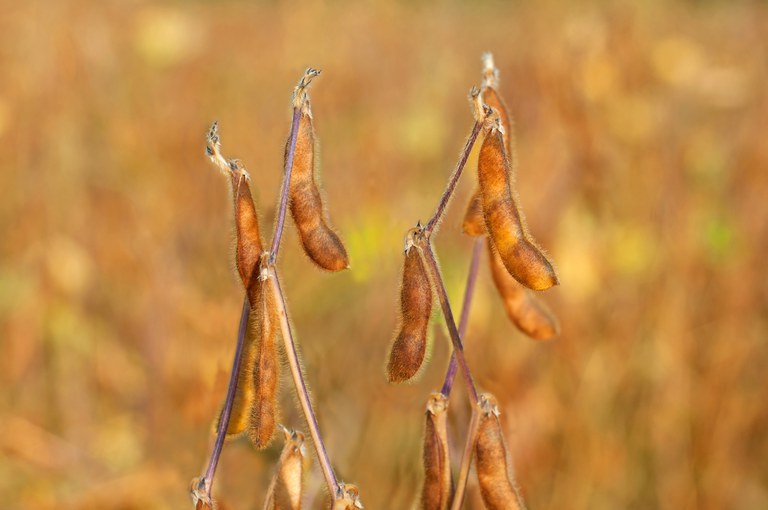 Seguro paramétrico pode ser aliado do agro contra instabilidade climática