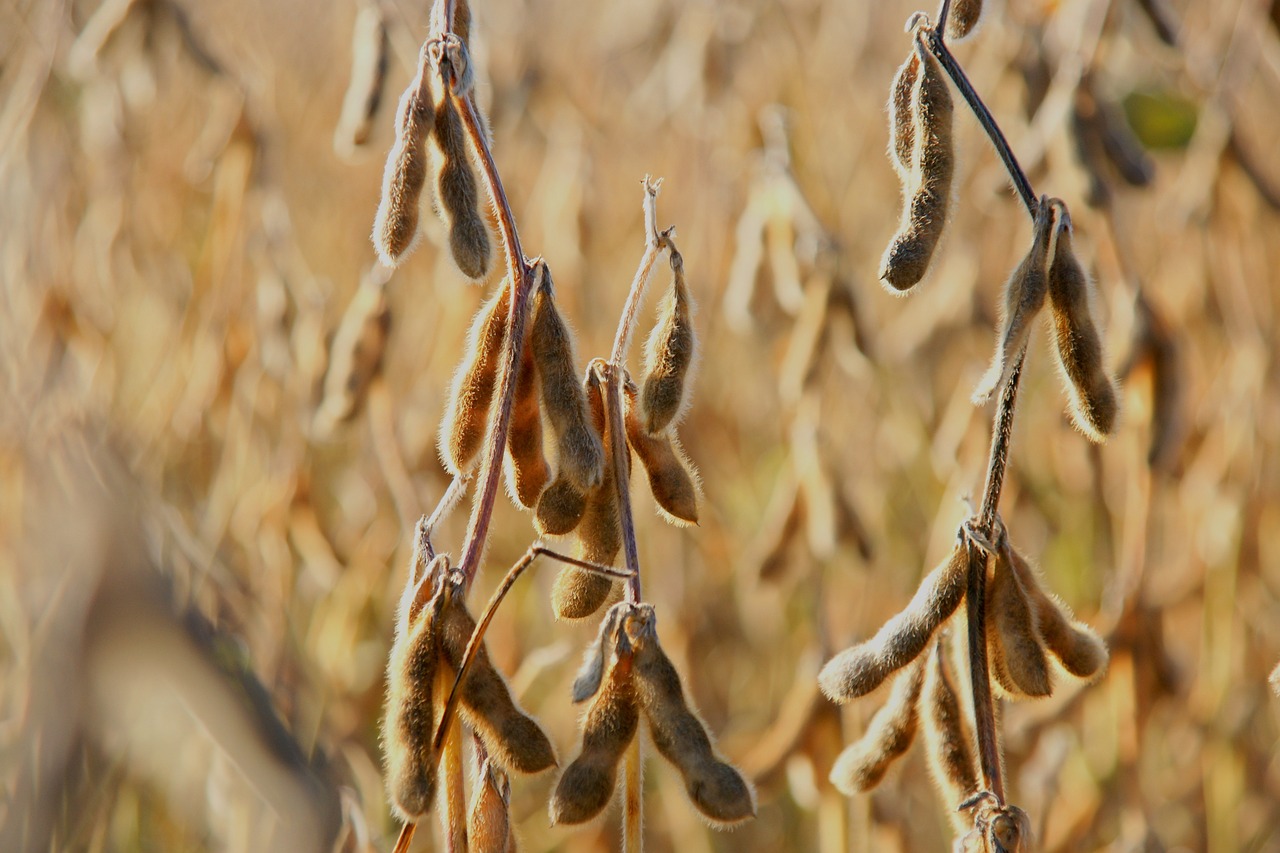 Calor e seca reduzem produtividade da soja, diz estudo do Ipam