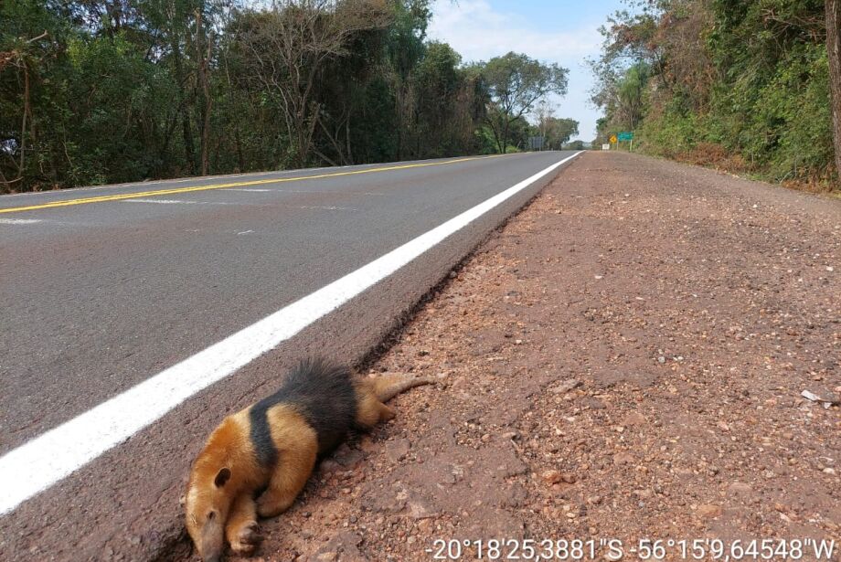 Árvores junto à rodovia cortadas para evitar mortes de animais