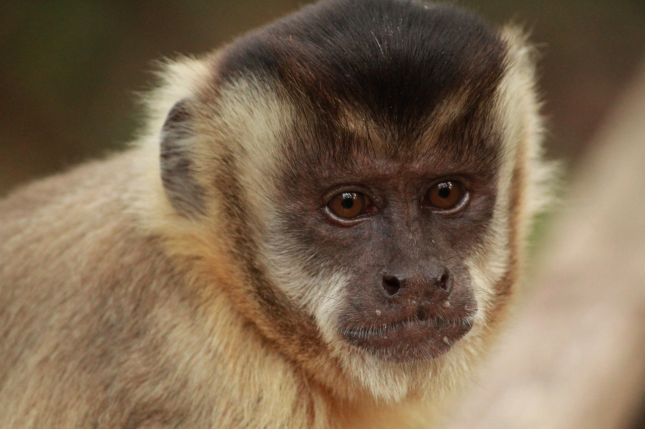 Empresa cria passarela em reserva florestal para proteger animais