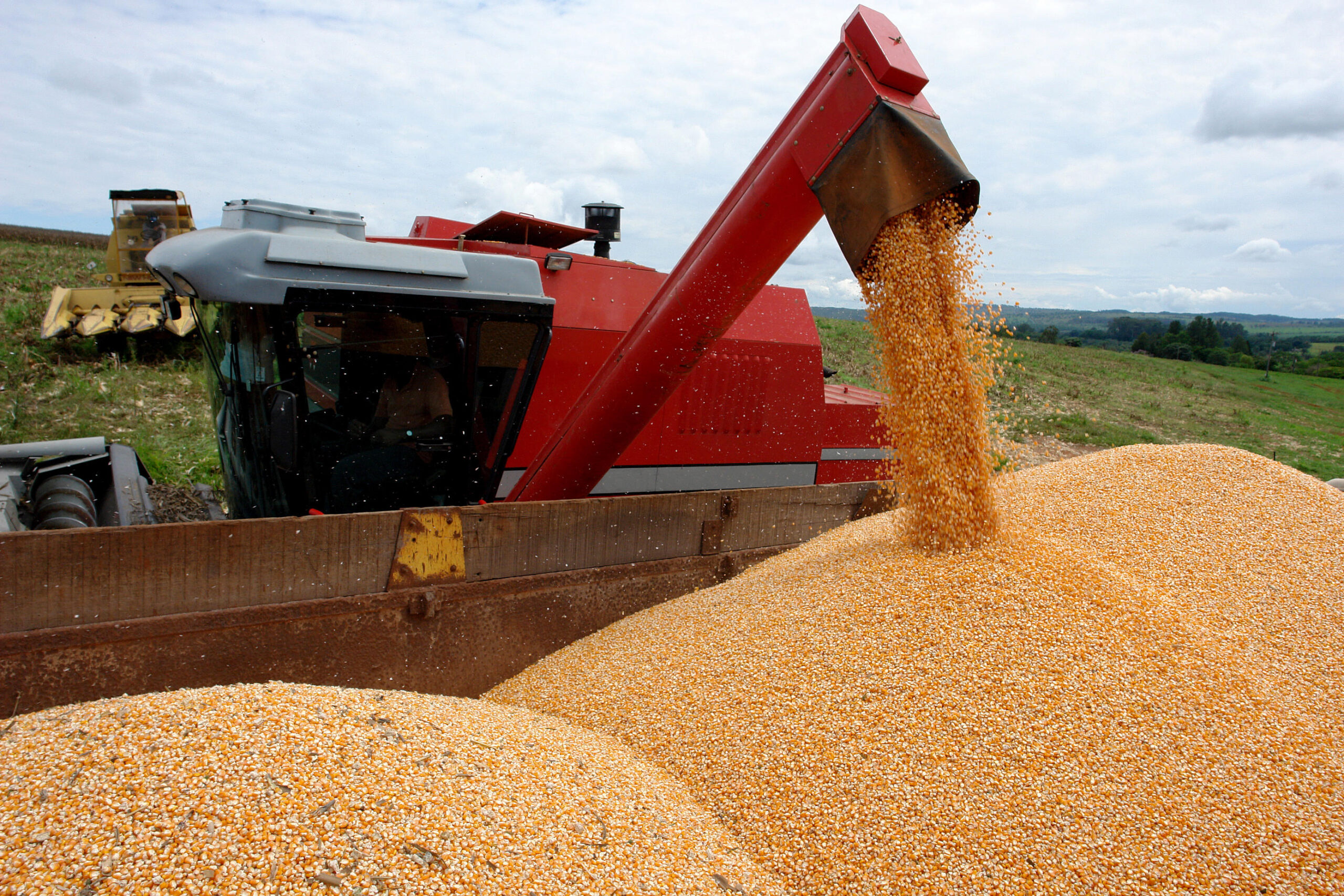 Brasil deve superar EUA e liderar exportação de milho em 2022/23