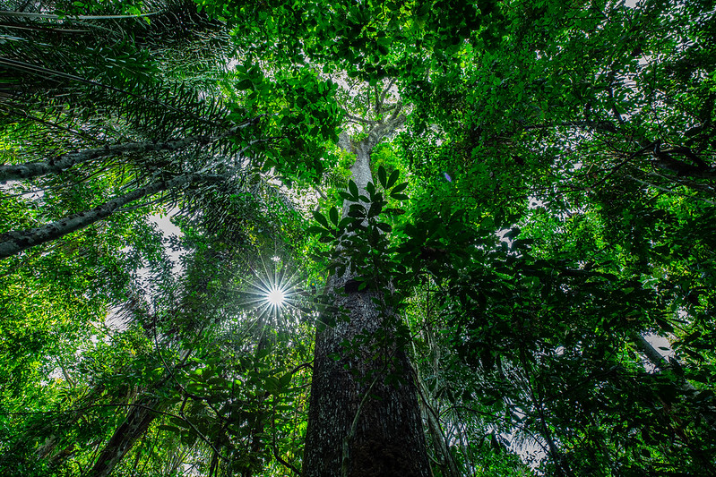 MT discute desenvolvimento sustentável da Amazônia