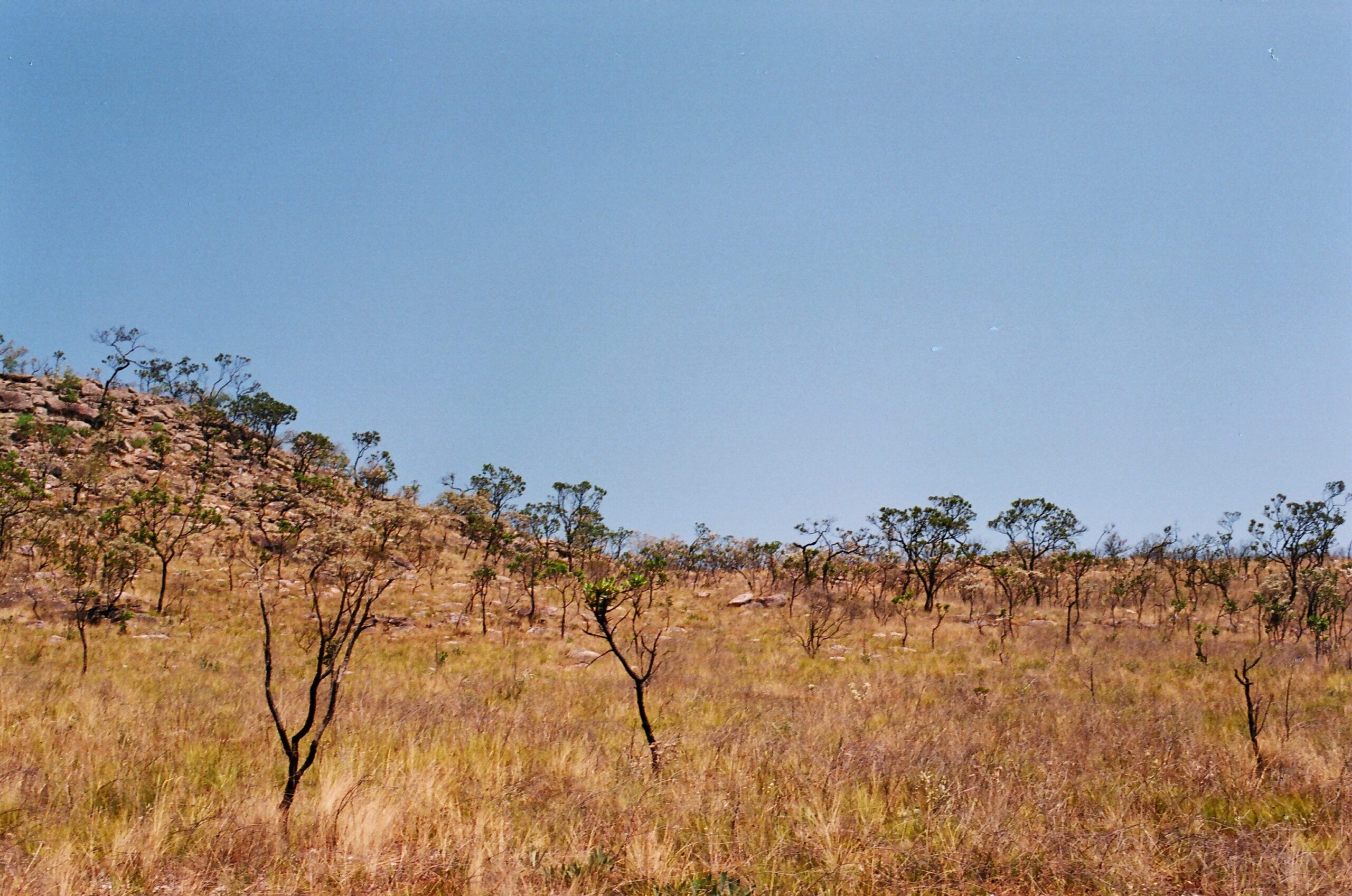 Cientistas alertam para a urgência de frear o desmate no Cerrado