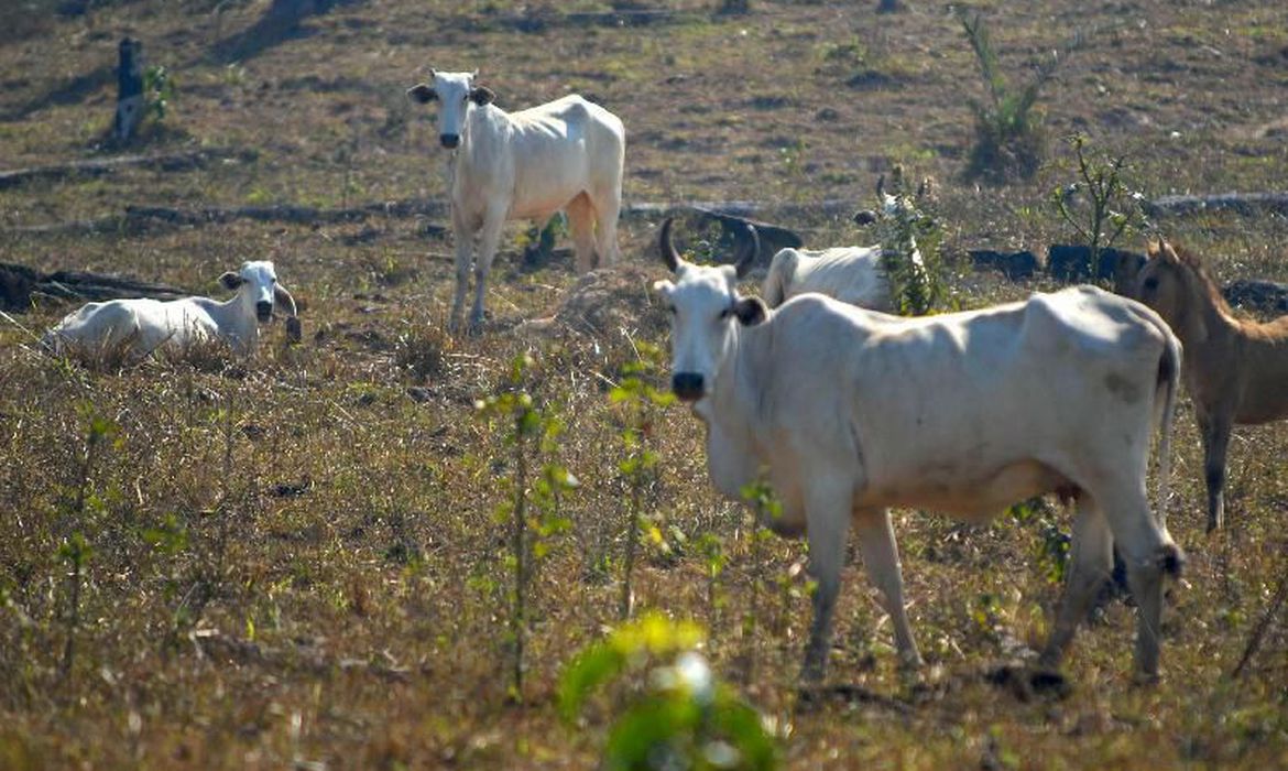 Jica financiará 1 mi de hectares para conversão de pastagens