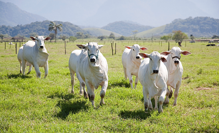 Protocolo entre Brasil e Indonésia abre mercados para o agronegócio