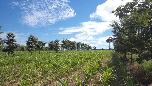 Ministério da Agricultura alinha parcerias para o agro sustentável