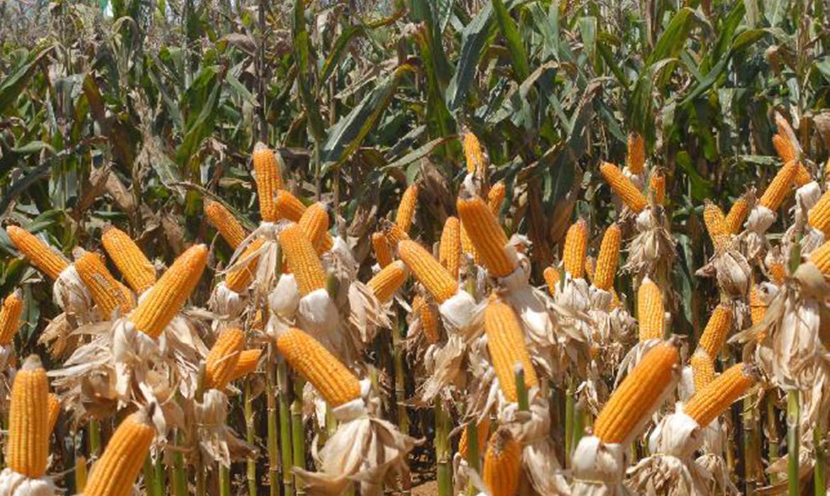 Plataforma prevê declínio da produção de milho no Brasil