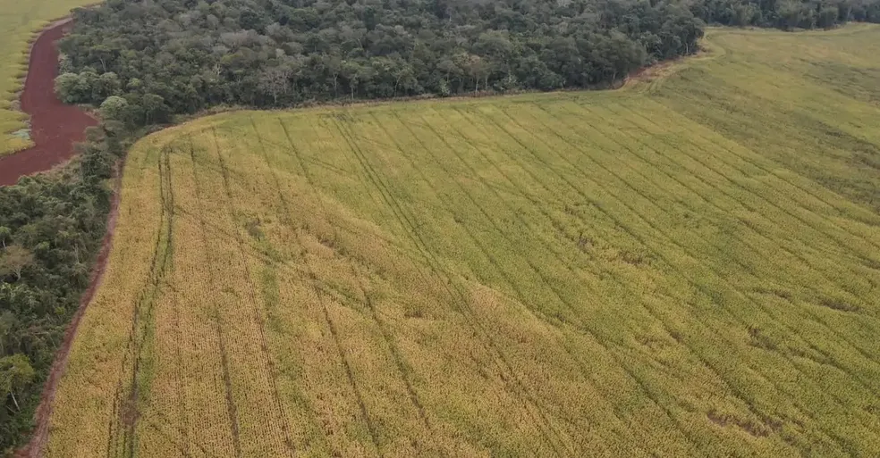 Ibama multa produtores de MS, mais uma vez, por desmatamento ilegal