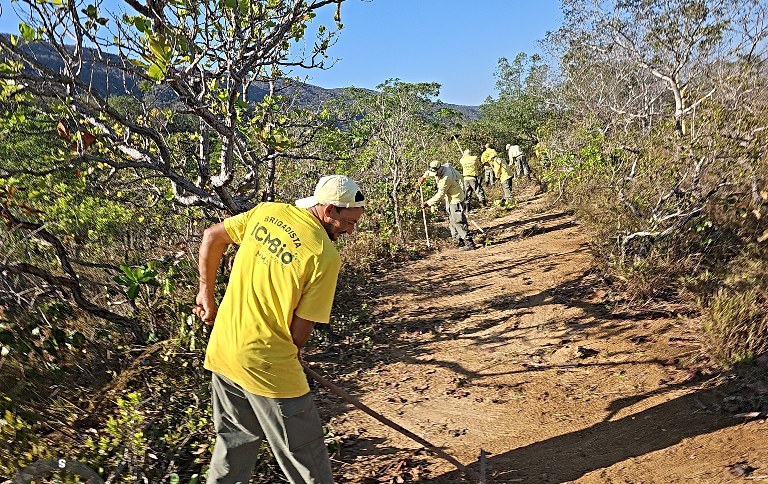 Pesquisa em Mato Grosso investiga efeitos do incêndio no Cerrado