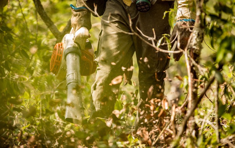 Fogo na seca ganha campanhas com foco no Pantanal e na Amazônia