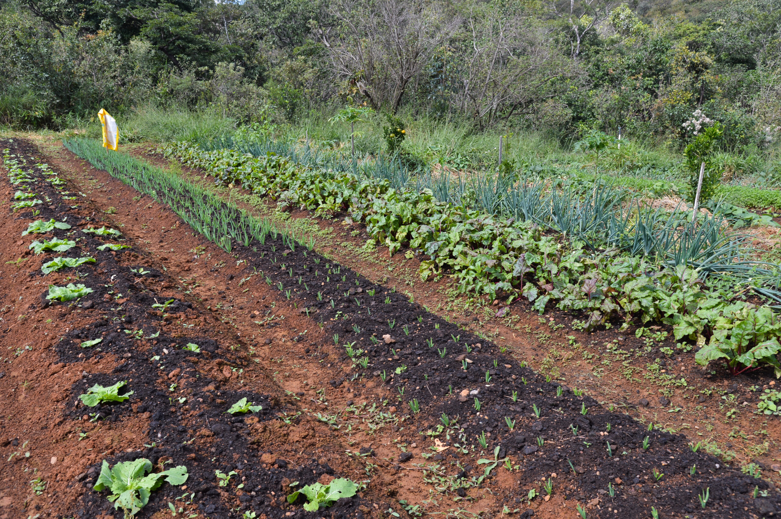 Sistema Agroflorestal pode dobrar produção de alimentos no Brasil