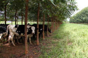 ILPF mitiga doenças e infertilidade causados por calor extremo