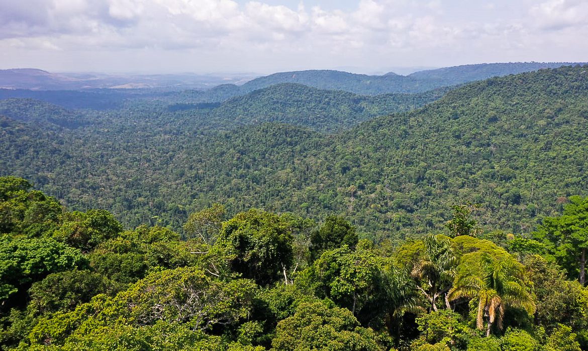 Dia da Árvore: símbolos de biomas devastados voltam a florescer