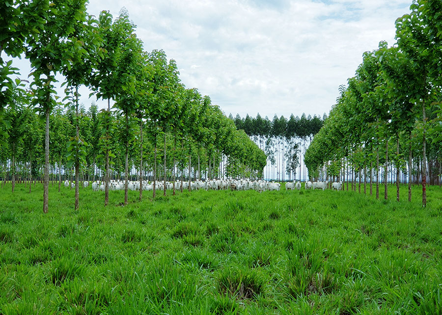Árvores cultivadas em ILPF crescem mais e podem gerar renda