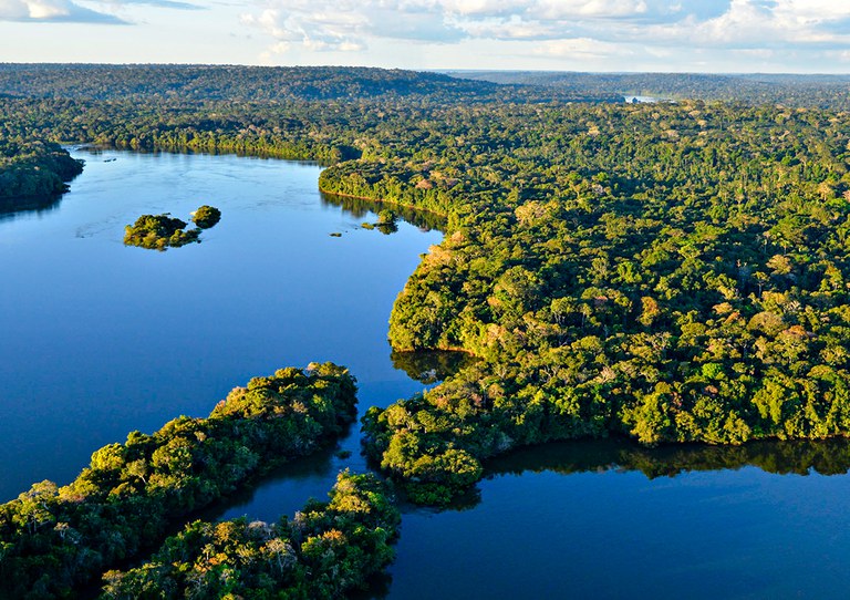 Experimento vai medir quanto carbono a floresta absorve