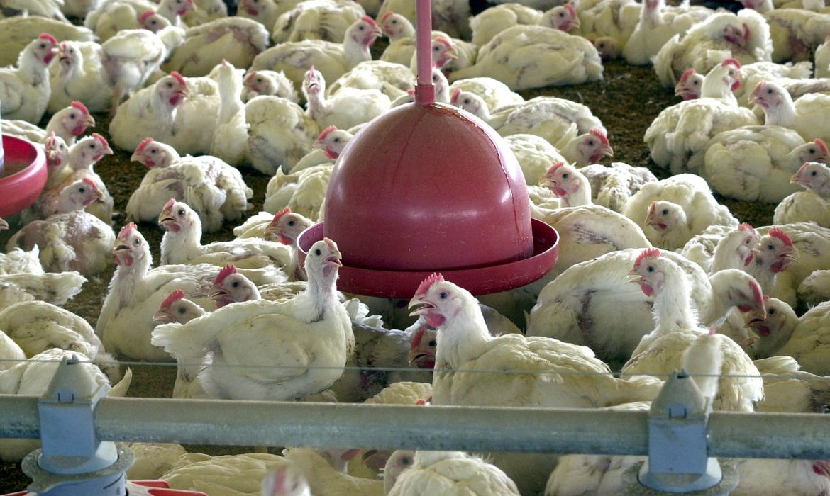 Japão suspende temporariamente a importação de carne de aves do MS
