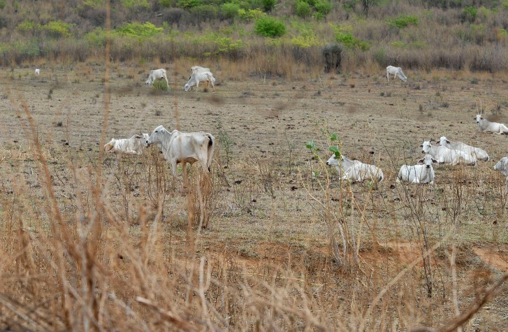 No Dia da Pecuária: veja como reduzir efeitos do El Niño no setor