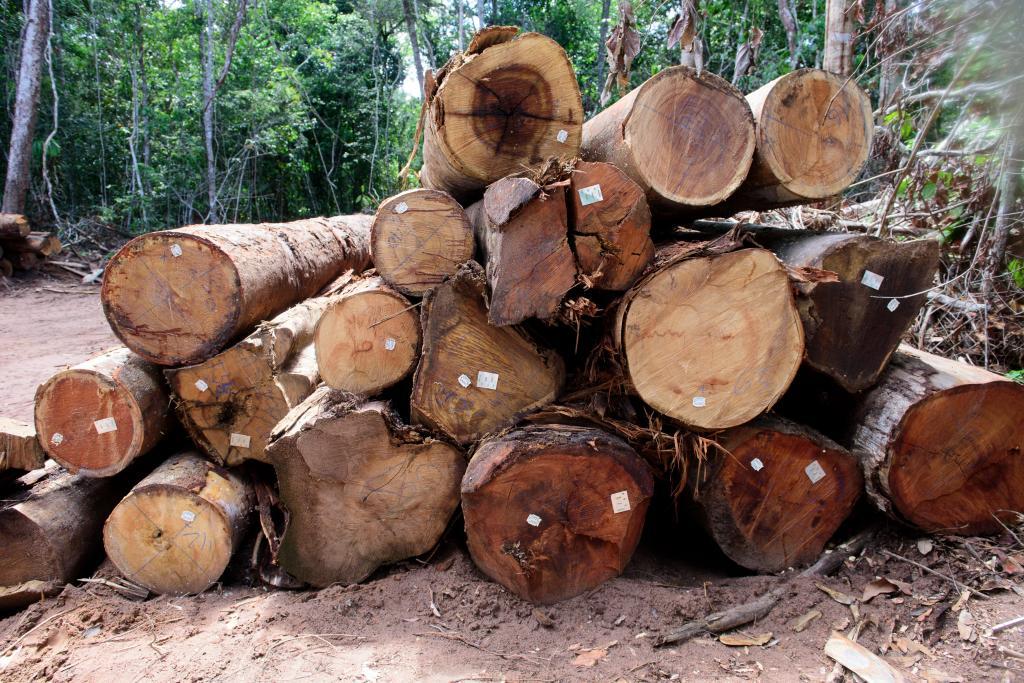 Normativa aprimora monitoramento da exploração florestal em MT