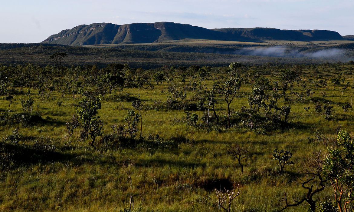 Terras privadas concentram mais de 60% do Cerrado nativo