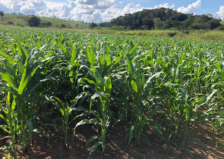 Valor da Produção Agropecuária é atualizado para R$ 1,150 trilhão