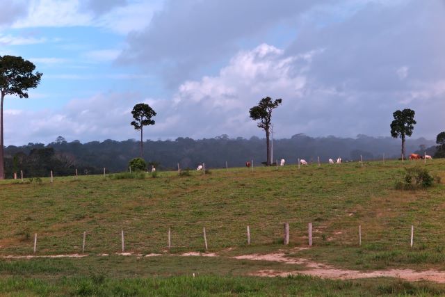 Pastagens aemaçam bactérias cruciais para vida na Amazônia