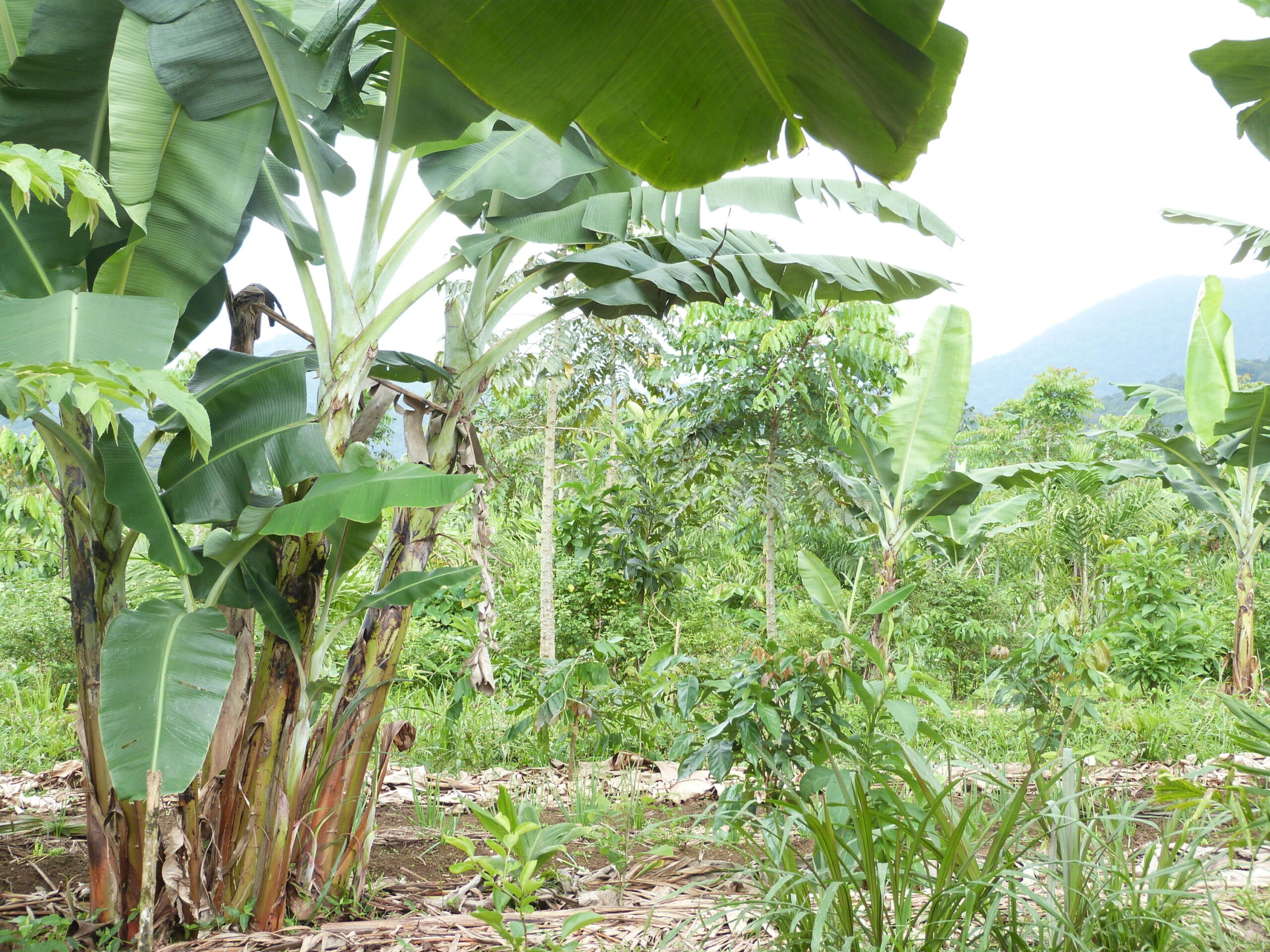 Importância das agroflorestas no combate às mudanças climáticas