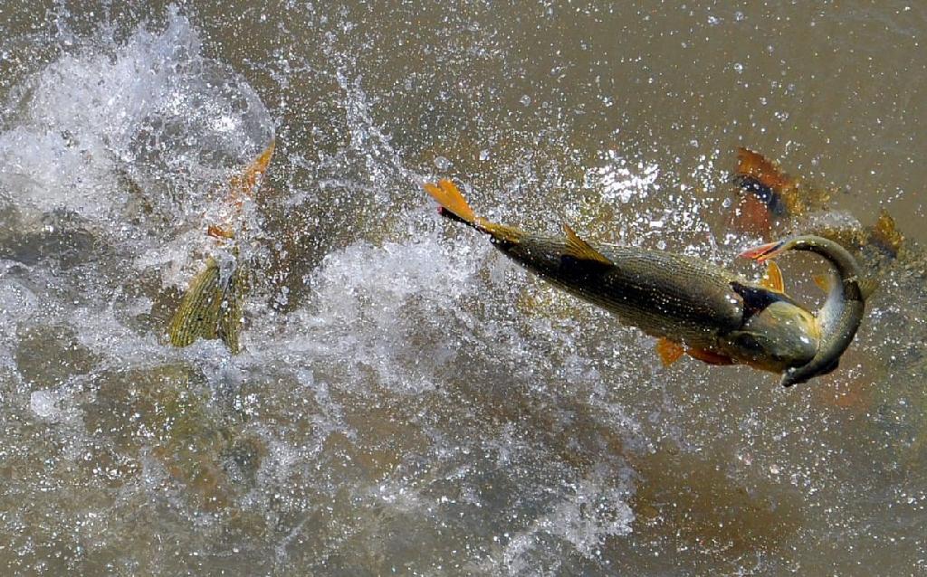 Começa o período da Piracema em Mato Grosso