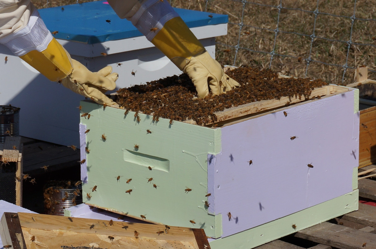 Banido em vários países, agrotóxico mata milhões de abelhas no Brasil