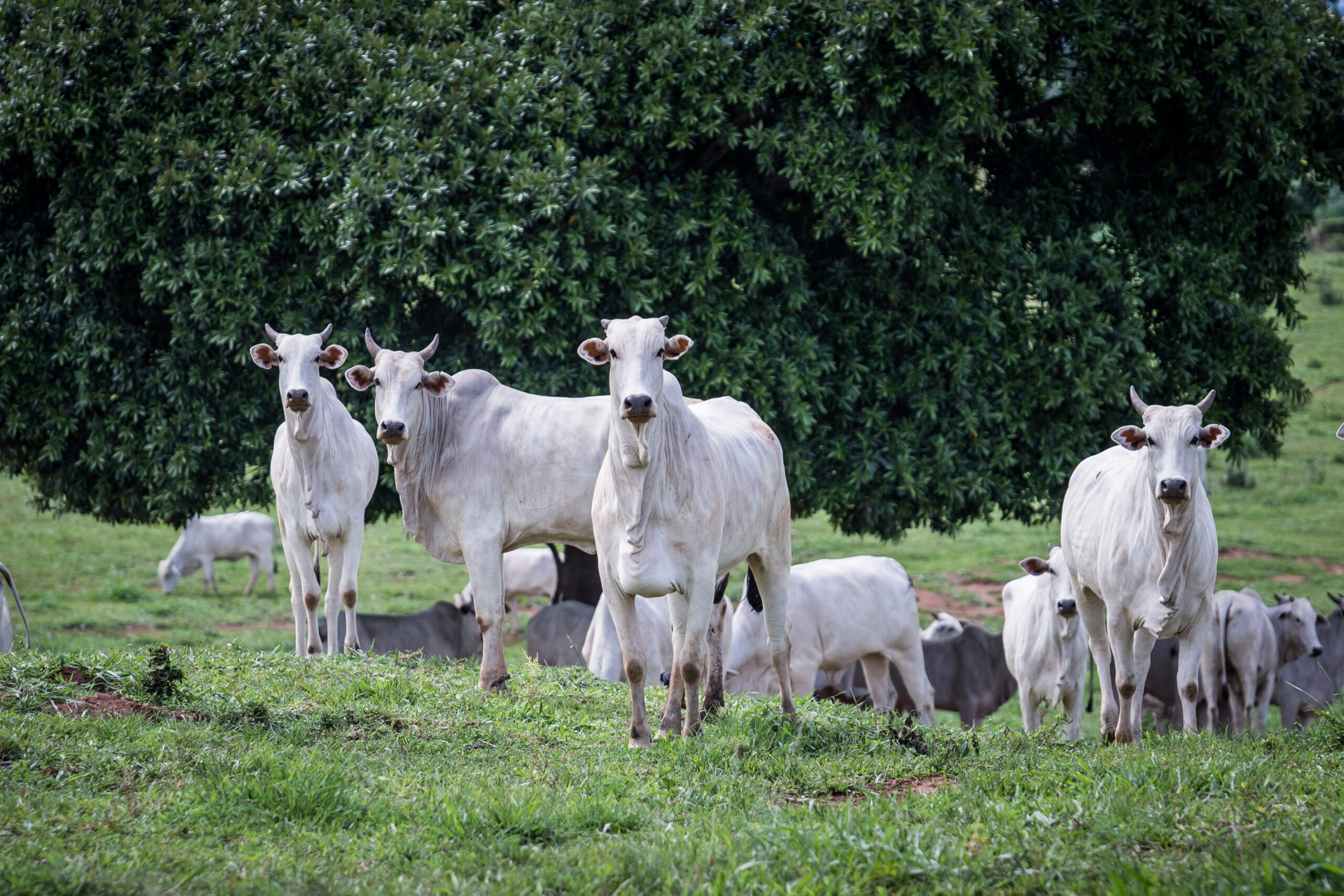 Pecuaristas do Centro-Oeste devem declarar rebanho; veja como