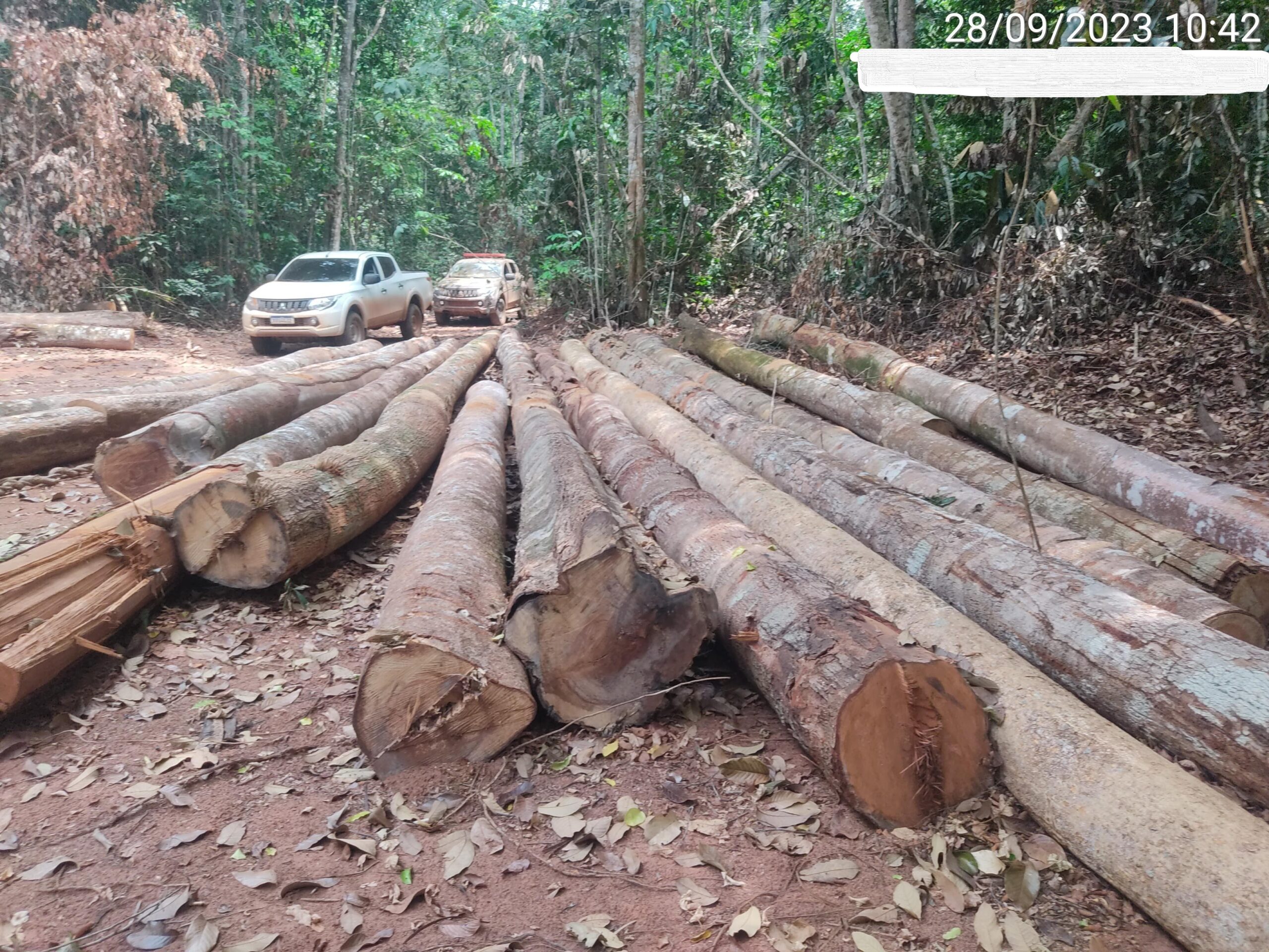 MT apreende madeira ilegal e embarga área de mais de 10 mil ha