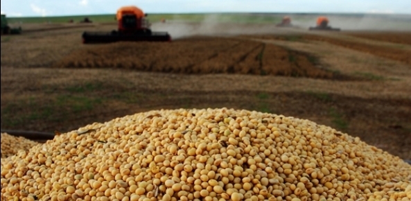 Seca e clima quente levam novo corte em estimativa para soja