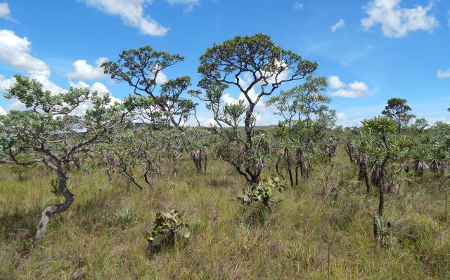 Estudo mapeia desafios e aponta diretrizes para restaurar o Cerrado