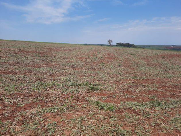 Cenário desolador: Seca faz Aprosoja-MT prever super quebra de safra